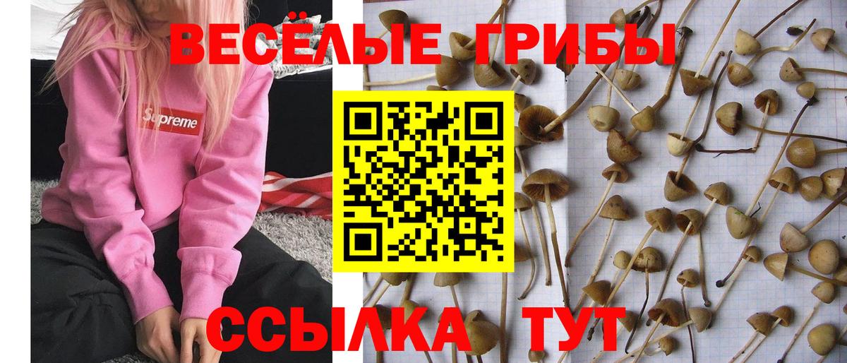 Галлюциногенные грибы GOLDEN TEACHER  Вход с VPN  Псилоцибиновые грибы GOLDEN TEACHER  Тайшет 